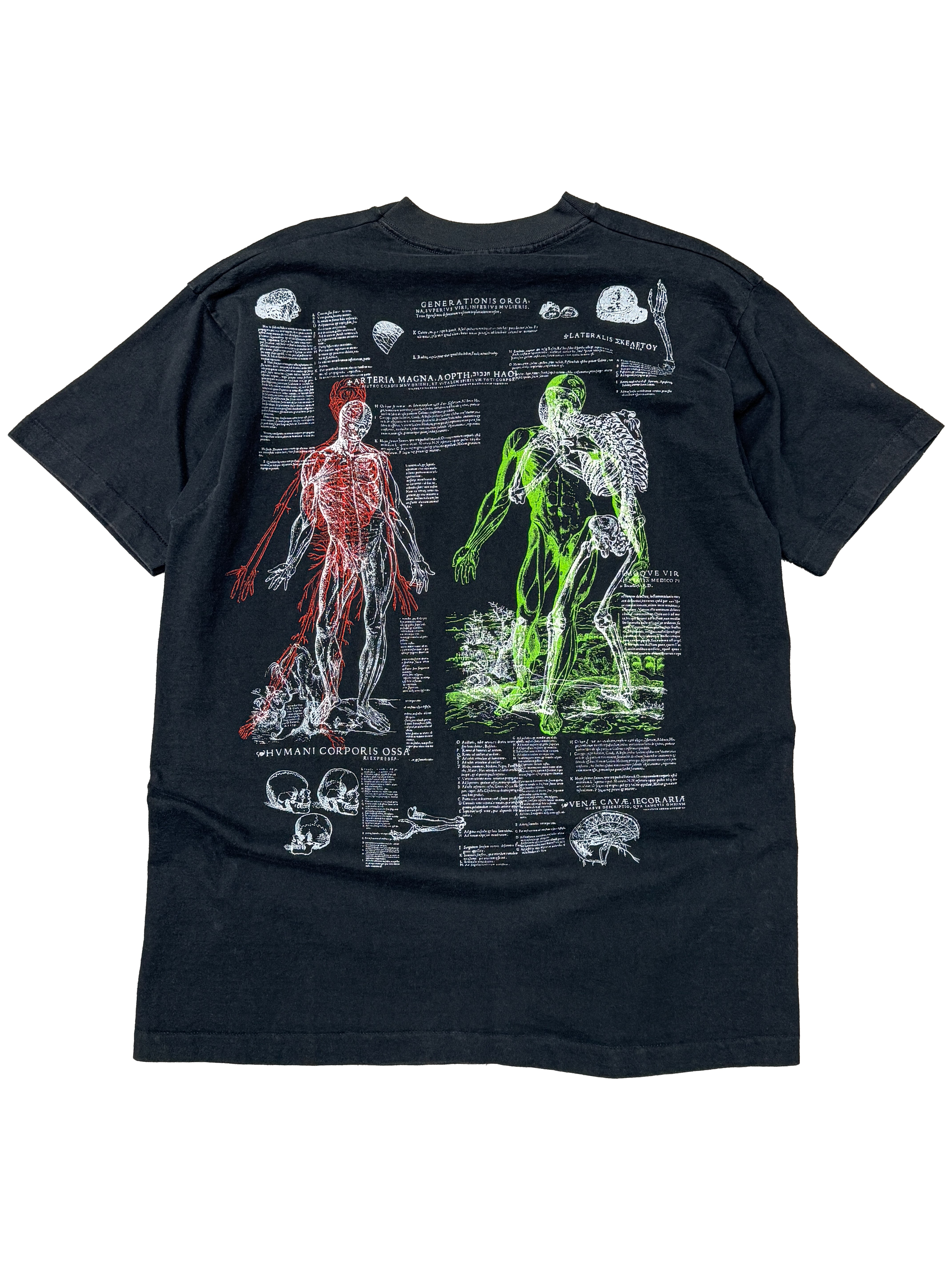 1989 Skeleton Anatomy (X-Large)